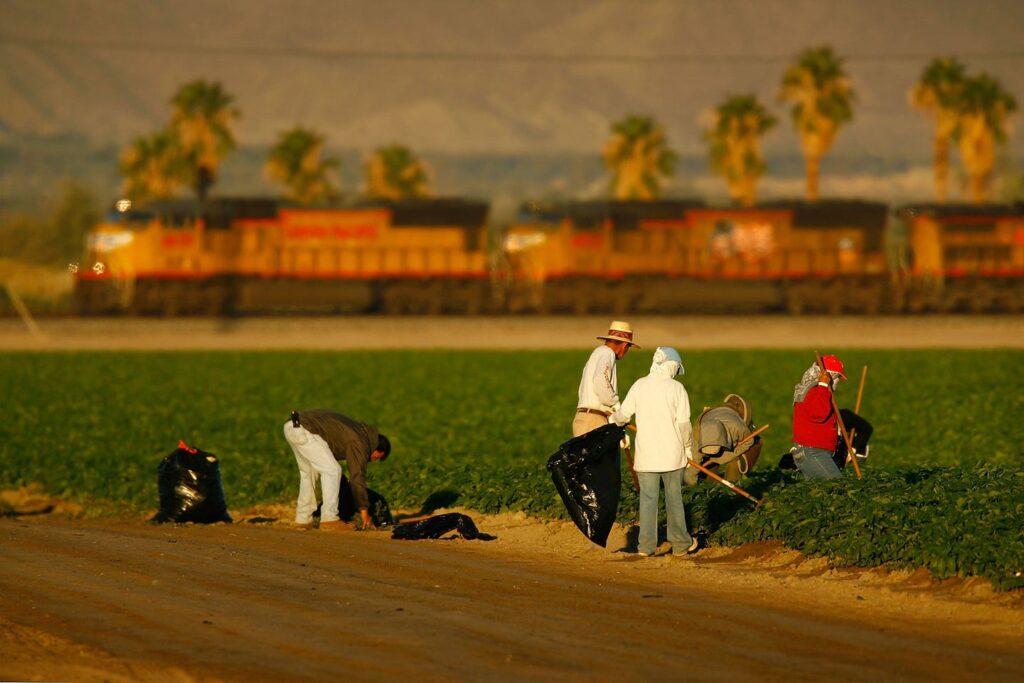 Farmworkers in Coachella (the town, not the musical festival)